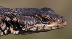 Drakensberg Crag Lizard photo 2