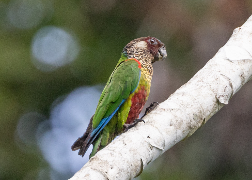 Painted Parakeet photo