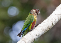 Painted Parakeet photo 1