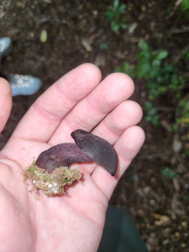 Tylopilus formosus · March 2025 · photo: © squidney8 (iNaturalist, cc0)