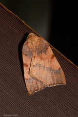 Sestra humeraria