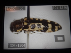 Acmaeodera solitaria