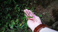 Desmodium paniculatum paniculatum