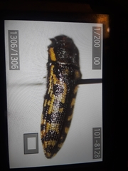 Acmaeodera solitaria