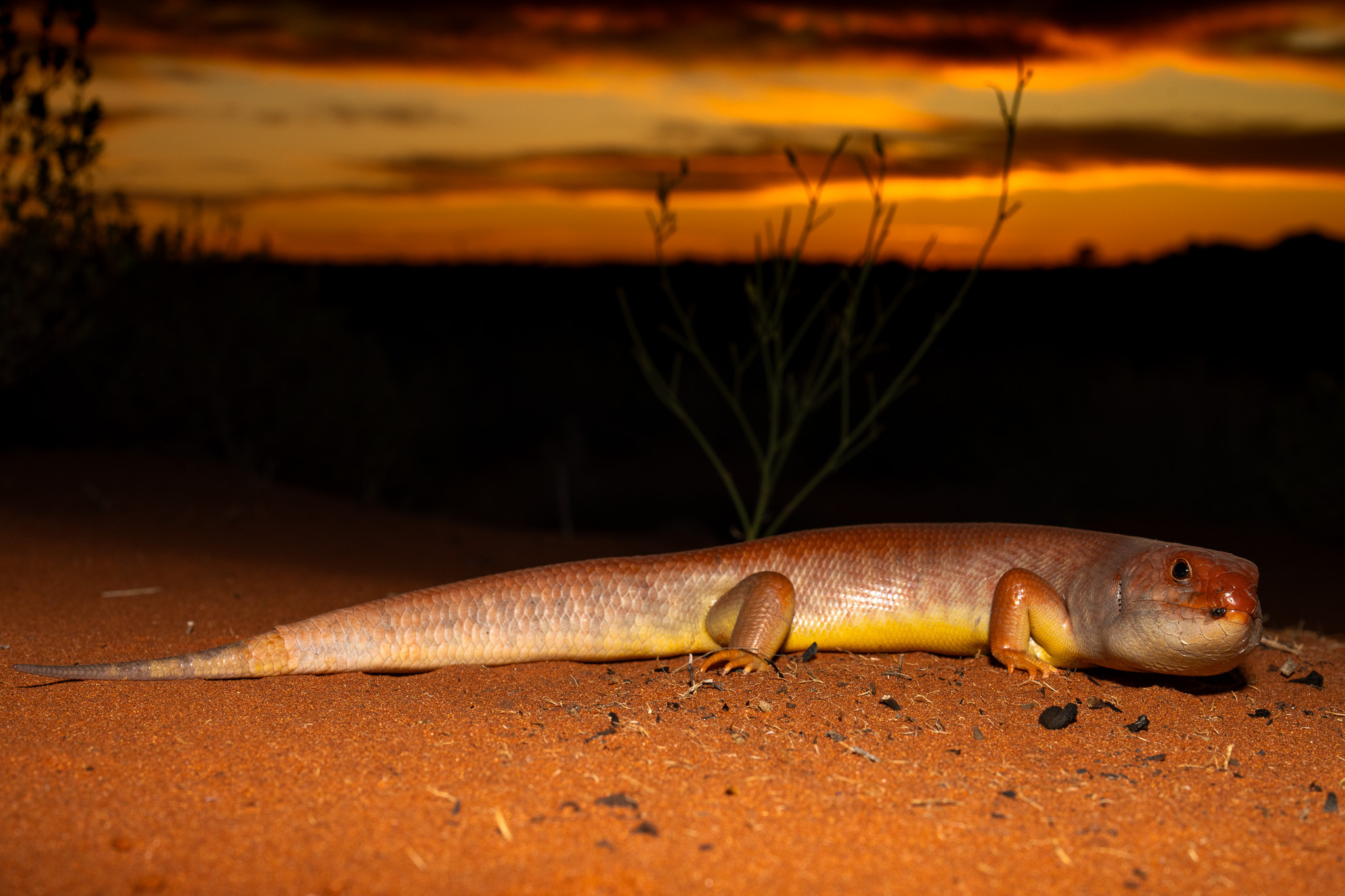 Great Desert-Skink photo 4