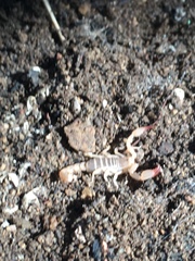 Pseudouroctonus santarita