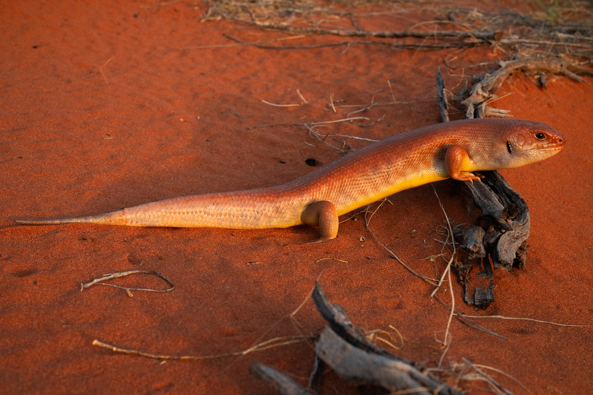 Great Desert-Skink photo 3