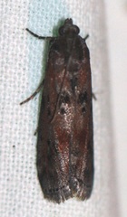 Sciota virgatella