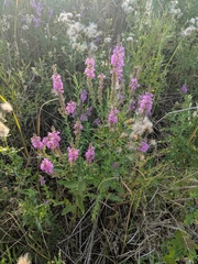 Lythrum salicaria