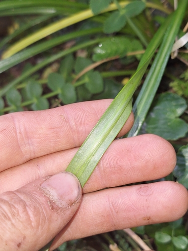 Image of Dolichoglottis lyallii by (c) Oscar Dove, some rights reserved (CC BY)