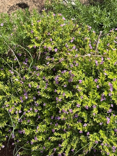 False heather