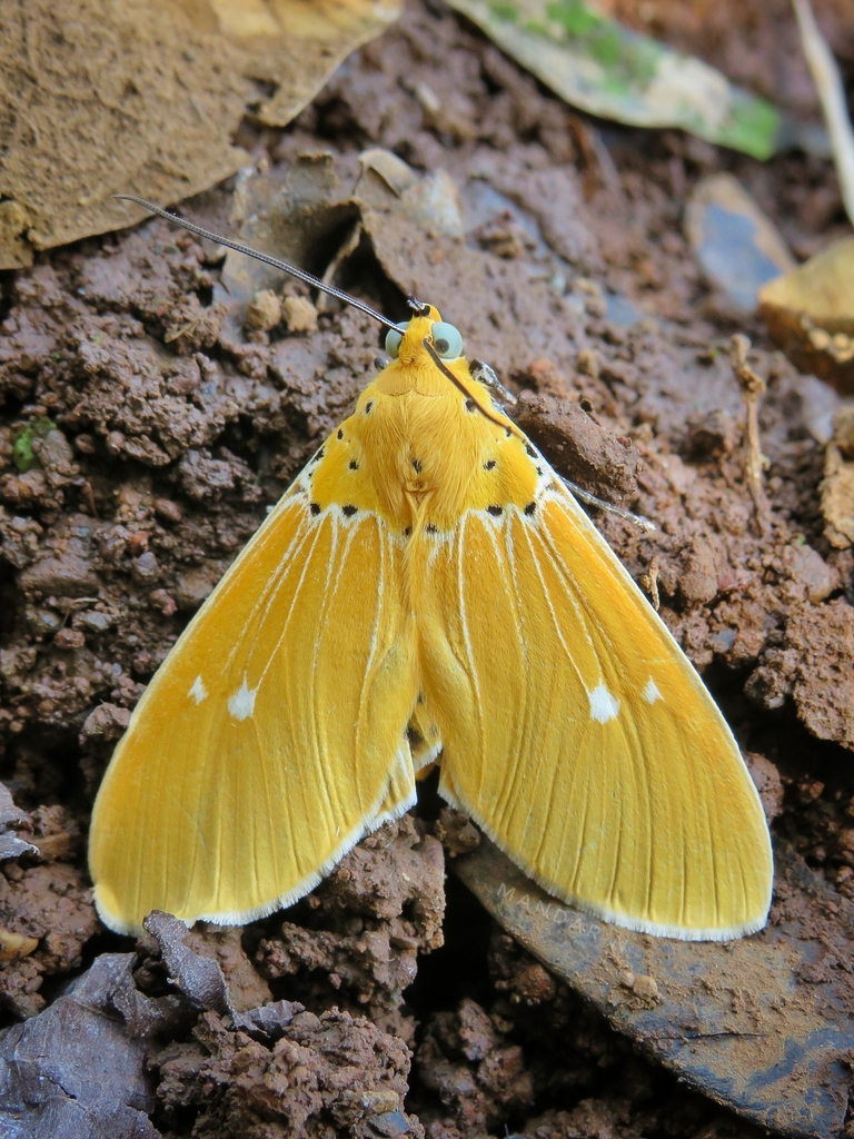 Asota sericea