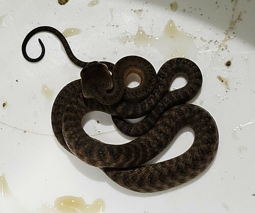 Brown Tree Snake sighting