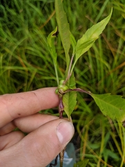 Neolasioptera lycopi