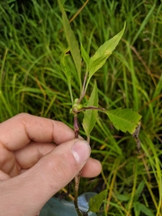 Neolasioptera lycopi