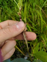 Neolasioptera lycopi