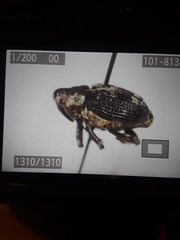 Peltophorus polymitus