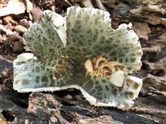 Virescentinae