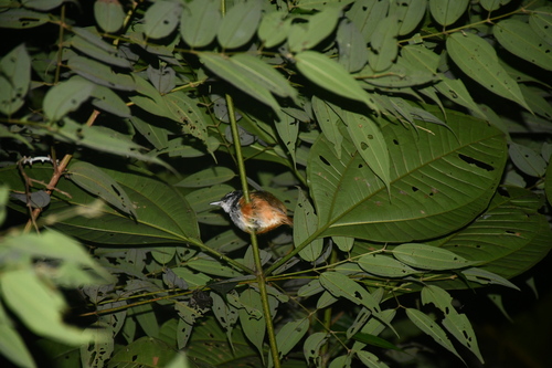 Peruvian Warbling Antbird (Hypocnemis peruviana)