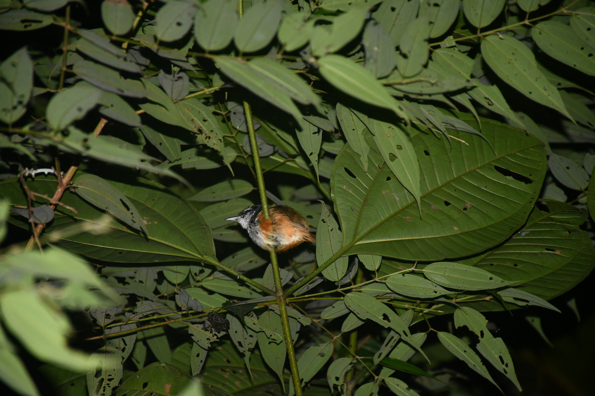 Peruvian Warbling Antbird (Hypocnemis peruviana), photo 1