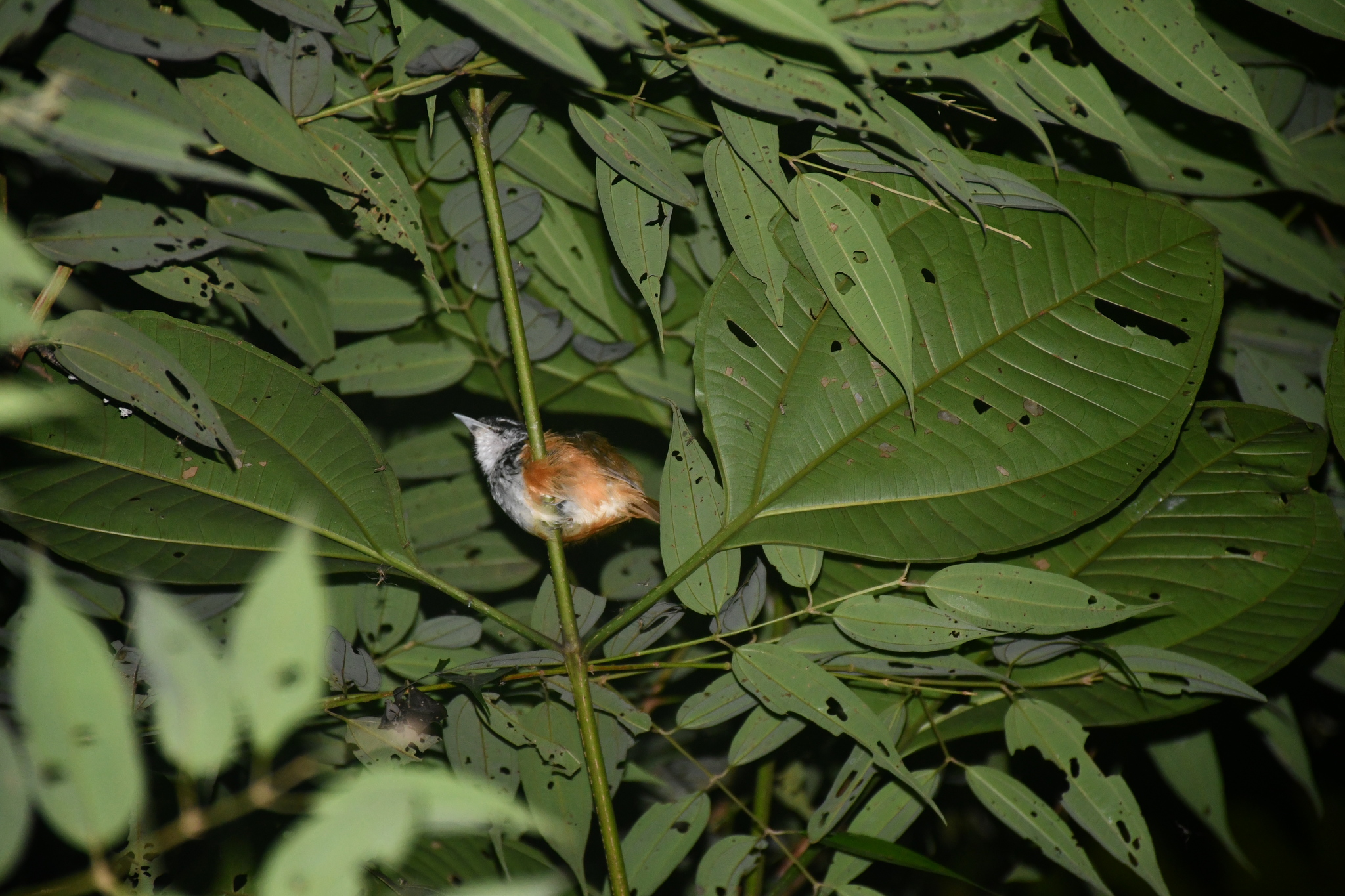 Peruvian Warbling Antbird (Hypocnemis peruviana), photo 2