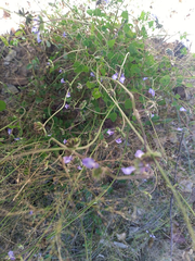 Salvia lasiocephala