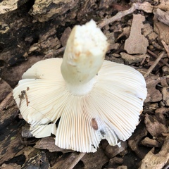 Virescentinae