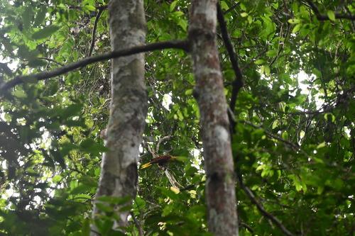 Olive Oropendola (Psarocolius bifasciatus), photo 4