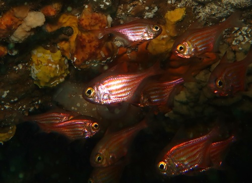 Orangelined bullseye (Pempheris ornata) — Pempheridae — 4