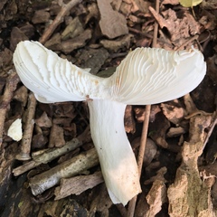 Virescentinae