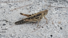 Schistocerca americana