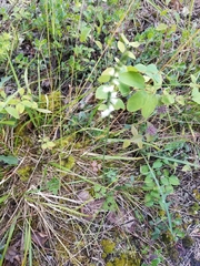 Spiranthes lacera lacera
