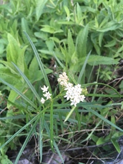 Asclepias angustifolia