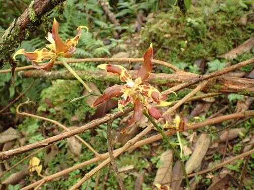 Oncidium lehmannii, photograph 5