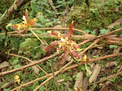 Oncidium lehmannii, photograph author not stated, no rights reserved
