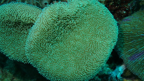 Sarcophyton observed 2025-03-11