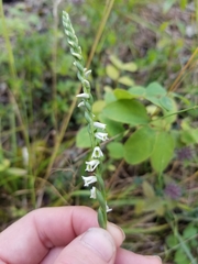 Spiranthes lacera lacera