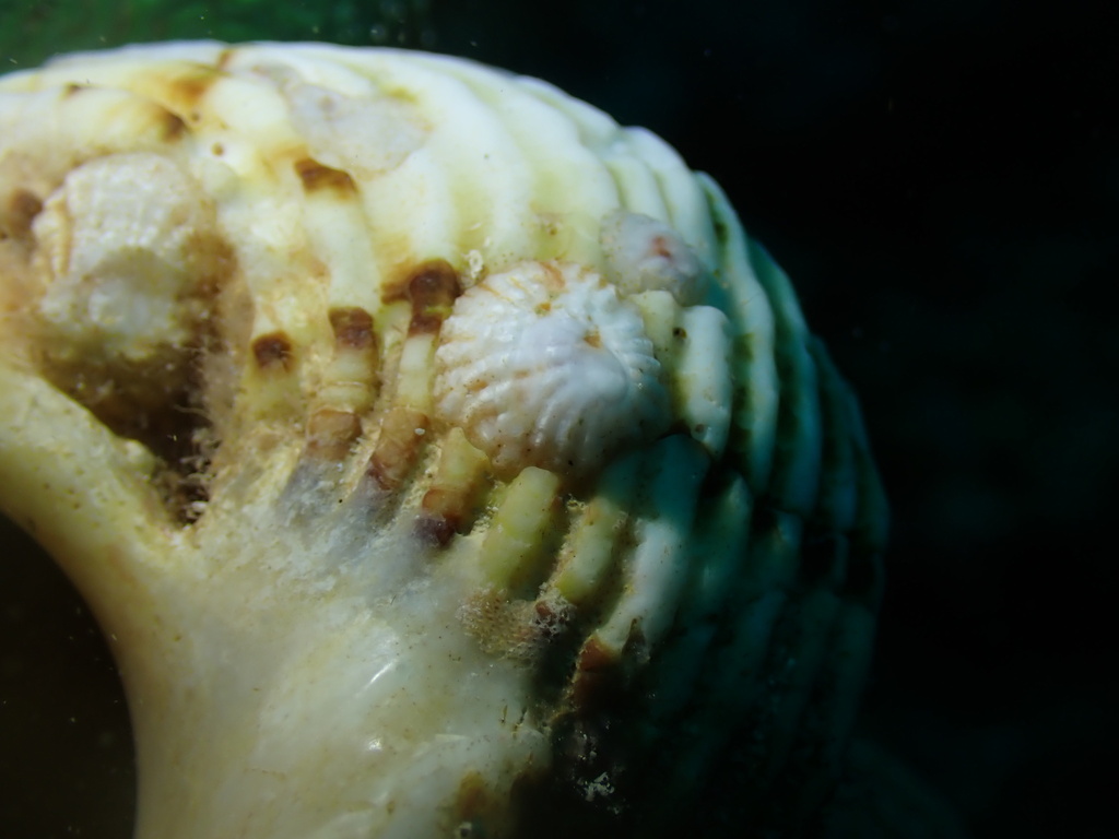 cone-shaped hoof shell (Sabia conica)