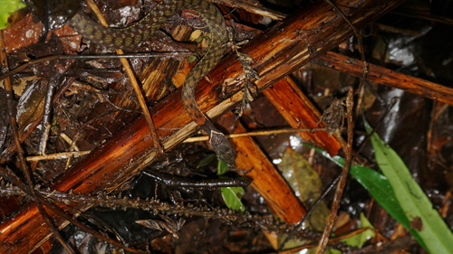 Rhabdophis chrysargos
