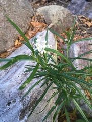 Asclepias angustifolia