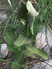 Asclepias elata