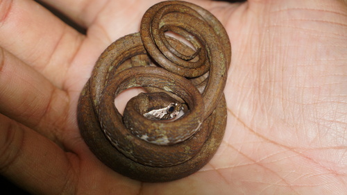 Aplopeltura boa
