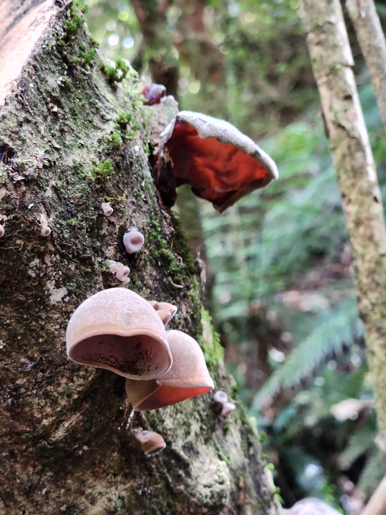 Auricularia cornea · March 2025 · photo: © squidney8 (iNaturalist, cc0)