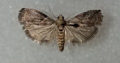 Acrobasis juglandis