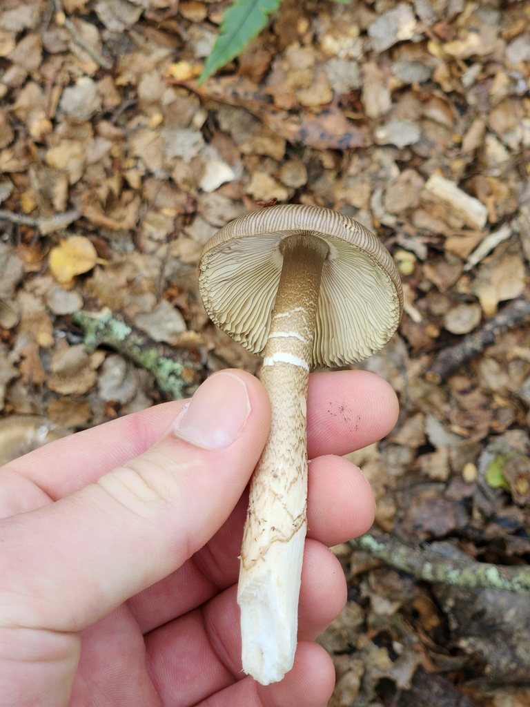 Amanita pekeoides · March 2025 · photo: © squidney8 (iNaturalist, cc0)