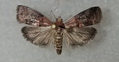 Acrobasis caryalbella