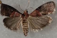 Acrobasis caryalbella