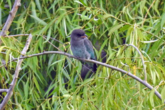 Eurystomus orientalis pacificus