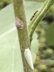 Flatormenis proxima