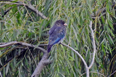 Eurystomus orientalis pacificus